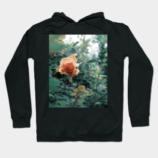 David Austin Lady of Shalott Peach Heirloom Roses Hoodie